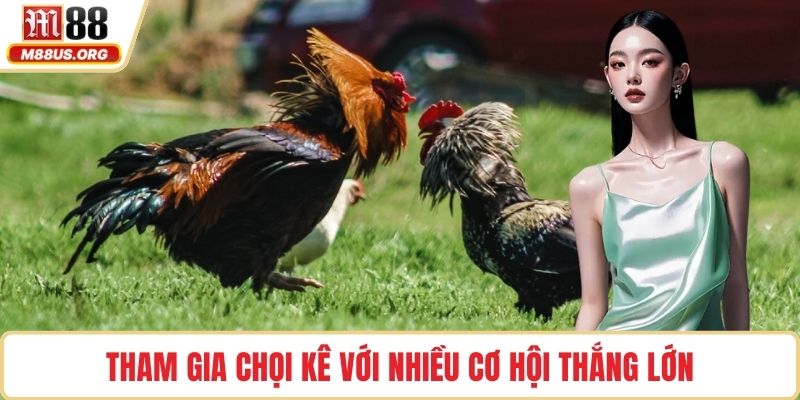 Tham gia chọi kê với nhiều cơ hội thắng lớn