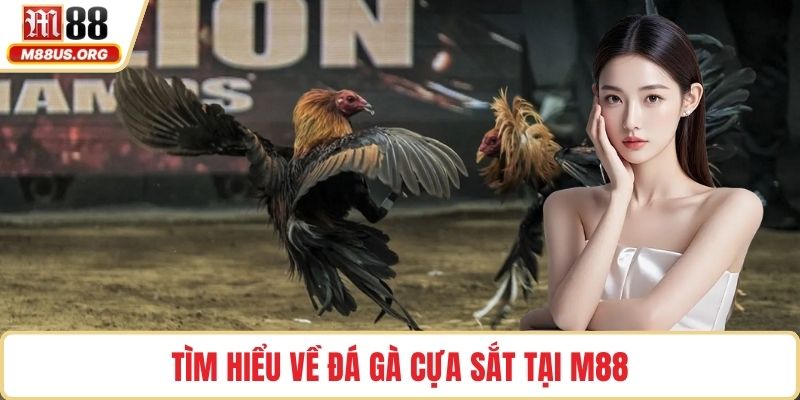 Tìm hiểu về đá gà cựa sắt tại M88